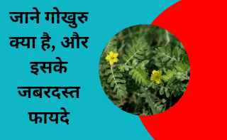 benefits of gokhru in hindi
